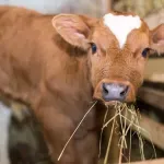 Subvencije za prvotelke nova tačka sukoba: Stočari ostaju bez miliona zbog pravilnika Ministarstva