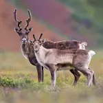 Naučnici iznenađeni otkrićem: Irvasi jedu delove sopstvenog tela da bi preživeli