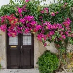 Zašto bogumila ne cveta?