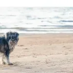 Turistkinju na plaži ogrebalo štene - posle četiri meseca umrla od besnila