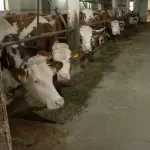 Kraj blokada bez rešenja: Poljoprivrednici se vratili u štale i na njive - šta dalje