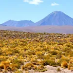 Ispod vrelog peska pustinje Atakama buja život