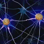 Protein povezan sa Parkinsonovom bolešću utiče na napredovanje Alchajmerove bolesti kod žena