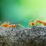 U australijskoj šumi otkrivena jedna od najinvazivnijih životinjskih vrsta