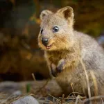 Ni kengur, ni valabi – nasmejani australijski torbari