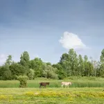 The world’s most expensive cheese is made in Serbia