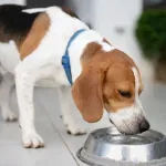 Koliko bi psi trebalo da piju vode po kilogramu težine?