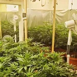 Pronađene dve laboratorije za proizvodnju marihuane i 12 kilograma droge u Subotici (FOTO)