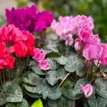 Diva među cvećem: Veruje se da donosi mir i štiti od negativne energije