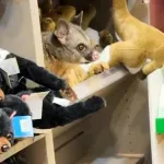 Iznenađenje na aerodromu u Tasmaniji: Jedna plišana igračka u suvenirnici počela je da se mrda (VIDEO)