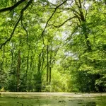 Proglašeno zaštićeno područje Specijalni rezervat prirode Bosutske šume