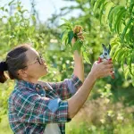 "Nije sve gotovo do druge dekade aprila": Šumadijski voćari očekuju dobar rod i da se katastrofalna 2025. ne ponovi