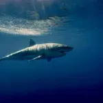 Ajkule možda nisu ono što mislimo: Nova studija dovodi u pitanje njihovo poreklo