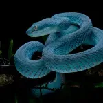 U pećinama Kambodže otkrivene zmije koje niko do sada nije video