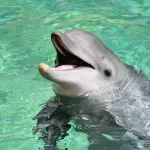 Istraživanje: Delfini tepaju svojim mladuncima i oslovljavaju jedni druge "imenom"