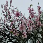 Stiže toplije vreme, ali stižu i košava i padavine