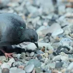Zašto su ptice opsednute opušcima cigareta?