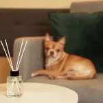 Eterična ulja koja ne smete da koristite, i ona koja smete, ako imate psa