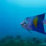 Nova tropska riba otkrivena u Grčkoj: Mediteran se zagreva oko 20 odsto brže od globalnog proseka