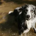 Pronađena nestala Moli: Border koli preživeo nedelju dana u divljini nakon pada vlasnice niz vodopad