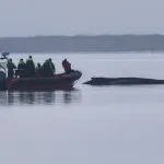 Kraj operacije spasavanja nasukanog kita: Ostavljen da ugine na miru
