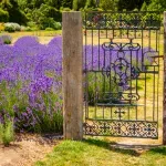 Tajna baštovana - kako da vam lavande budu zdrave i lepe tokom cele sezone