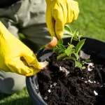 Ne vole sve biljke ljuske od jaja - nekim vrstama mogu da nanesu štetu
