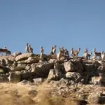 Koze koje su šokirale naučnike - pravo je čudo kako su preživele