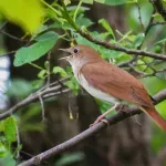 Društvo za zaštitu ptica poziva građane na manifestaciju "Noć slavuja": Izleti u prirodi i pesma