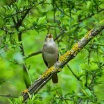 Izleti na kojima se slušaju slavuji