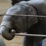 Mama je odbacila, othranili je na cuclu - dvomesečna Lin prvi put u javnosti (VIDEO)