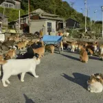 Ostrvo gde na jednog čoveka dolazi 27 mačaka: Deluje kao raj, ali istina je tužna