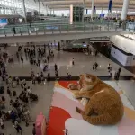 Džinovska mačka spava na aerodromu u Hongkongu: Toliko je slatka da ljudi zaboravljaju na letove (FOTO)