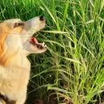 Zašto psi često povraćaju u proleće i kada je potrebna hitna pomoć veterinara