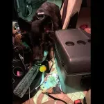 Pas Buli nanjušio neprijavljen novac u srpskom vozilu na Bajakovu - vozača "koštao" 2.000 evra