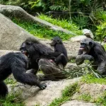 Građanski rat među šimpanzama: Studija pokazuje kako se raspada društvo