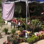 Sajam cveća u parku Manjež: Od ruža, muškatli, orhideja, preko kaktusa do začinskog bilja - cene kao prošle godine