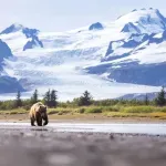 Medved napao američke vojnike tokom vojne vežbe na Aljasci
