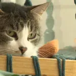 Kafić za udomljavanje mačaka: Kreativno rešenje za sistemski problem napuštenih životinja