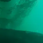 Prvi snimak ikada napravljen - mladunče grbavog kita sisa pod vodom (VIDEO)