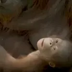 (VIDEO) Neodoljiva beba bornejskog orangutana rođena u Madridu: U divljini ih je ostalo svega 100.000