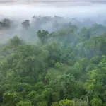 Afričke šume više ne spasavaju planetu - postale su "mašine" za ispuštanje ugljenika