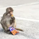 Majmuni pronašli bizaran prirodni dodatak za lakše varenje ljudske brze hrane