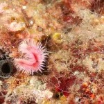 Upoznajte neobičnog crva koji može da preživi ključanje (FOTO)