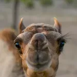 Ne zna se još da li je "bata ili seka": Mladunče kamile u Beo zoo vrtu posle 35 godina, ponosna mama - Julija (FOTO)