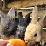 Tri slepa putnika, bebe zečevi, nađeni na platformi u Severnom moru: Organizovana akcija spasavanja