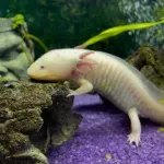 Desetogodišnja devojčica u Velsu pronašla ugroženog retkog daždevnjaka - postao popularan zbog igrica Majnkraft i Robloks