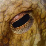 Naučnici otkrili vrhunskog predatora iz doba dinosaurusa