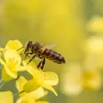 Otkrivena "supermoć" pčela - mogu da prežive pod vodom