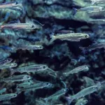 Nevidljiva pretnja u vodama – naučnici otkrili efekte kokaina na ribe